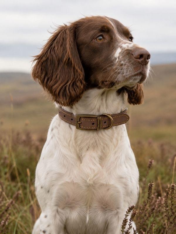 Barbour Leather Dog Collar Brown Size M product image with Barbour, Dog