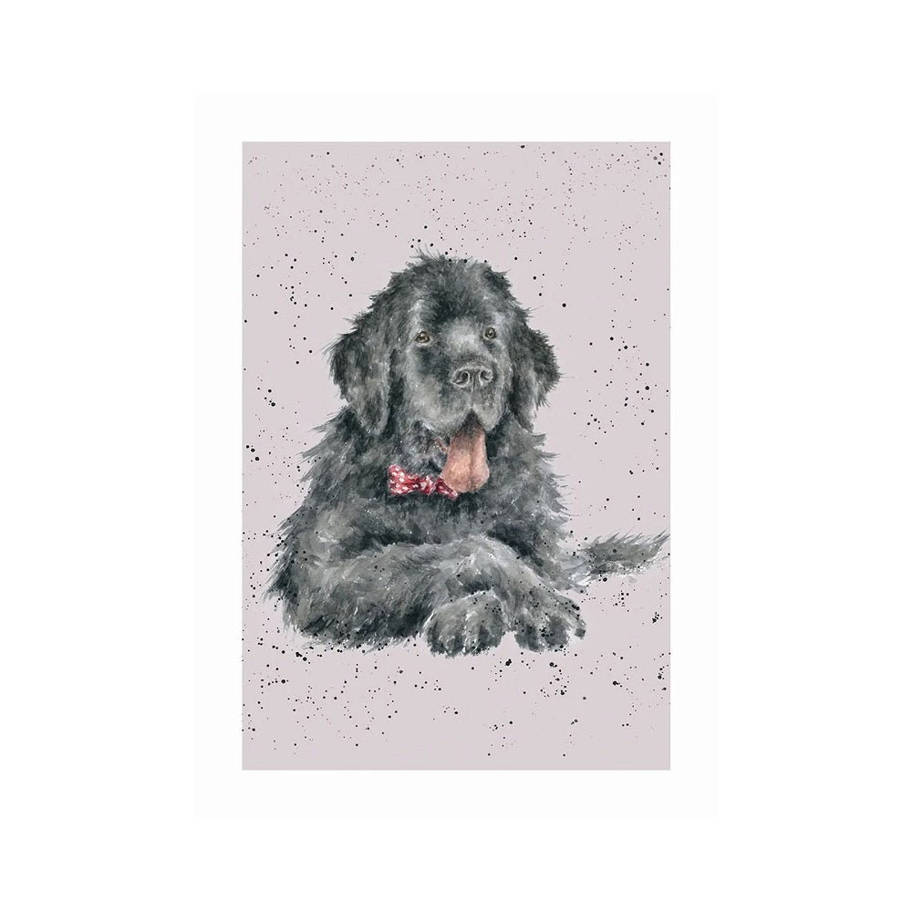 Wrendale Designs 'DUDLEY' Newfoundland Card