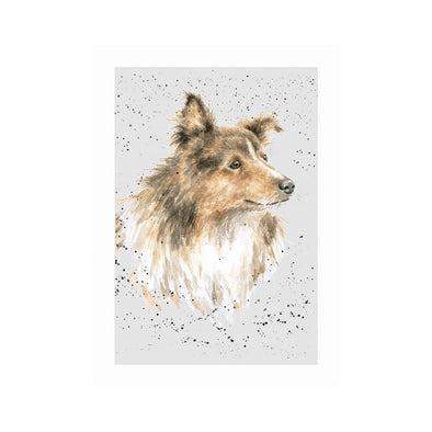 Wrendale Designs 'SCOUT' Sheltie Shetland Sheepdog Card